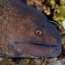 moray_yellowmargin_bhr_tam_h_0092_bal5835.jpg